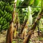 vlcsnap 2025 04 30 14h11m53s387 1024x576 1 768x432 1