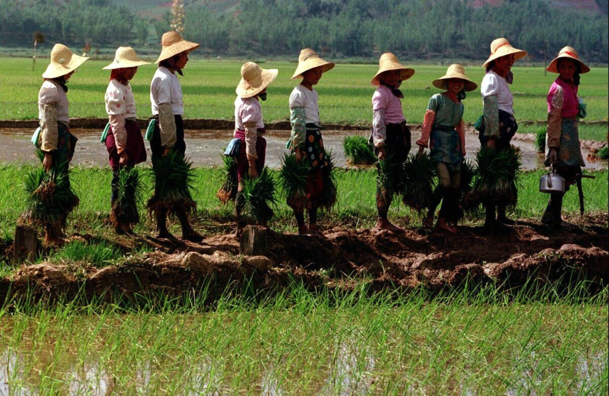 WOMEN LINE UP TO PLANT RICE