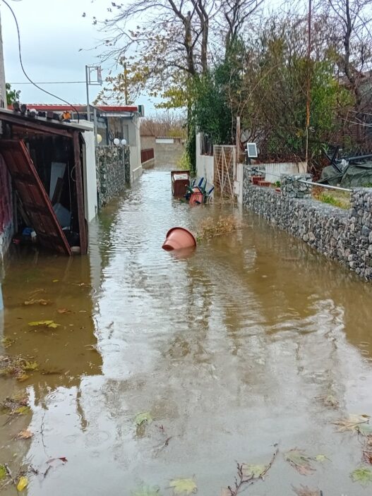 mesagala plimir2