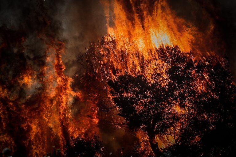 pyrkagia 1 768x512 1