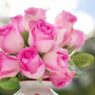 roses 2191636 1280 768x512 1