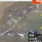 whales japan tsunami