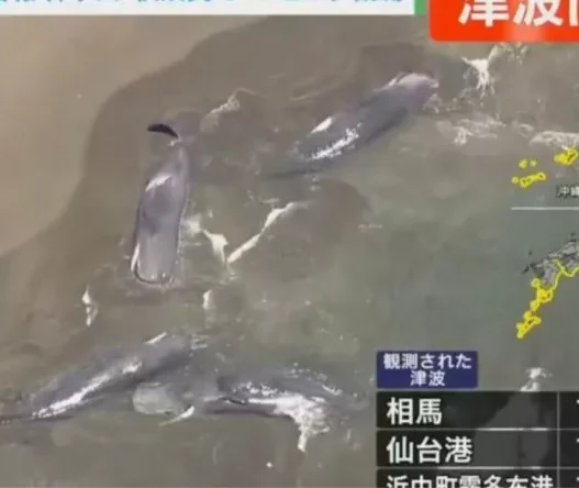 whales japan tsunami