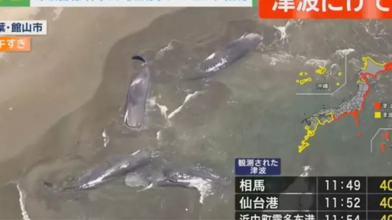 whales japan tsunami