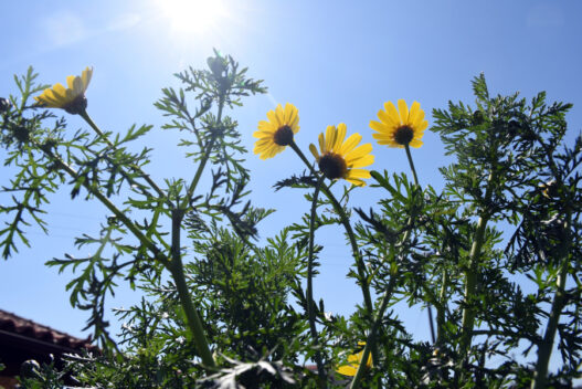 35b90282b639c58e9e75bca036eb8d59 L