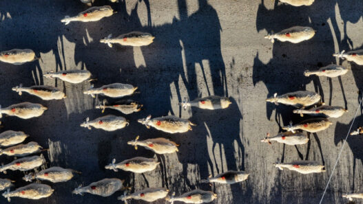 98784fb348e4ab103aa45c3e9aac4485 L