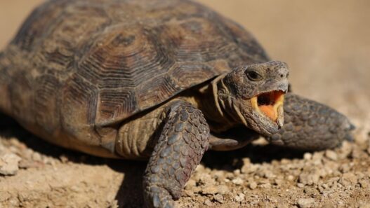 dthedelinquent desert turtle 4814628 1280 1024x682 1