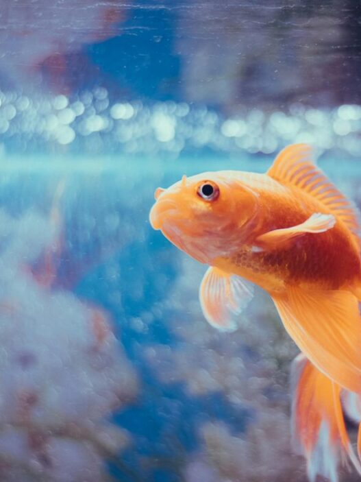 pexels kabita darlami 2613403 5966770 1024x791 1