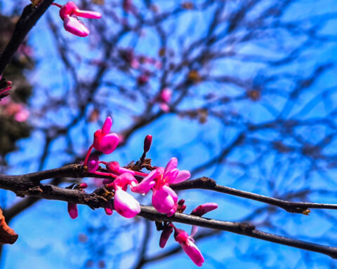 38704e11dd971deebf9ed157dd55b5a0 L