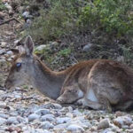 c6a53b2d10ca1cc4b7b40fbf27796226 L