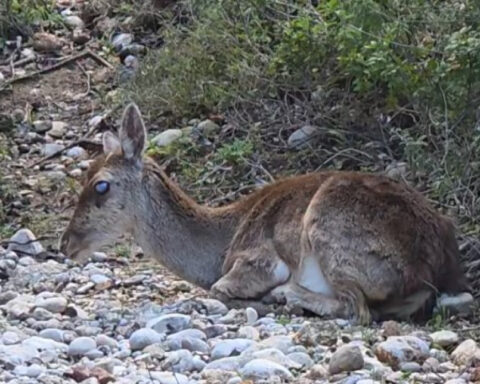 c6a53b2d10ca1cc4b7b40fbf27796226 L