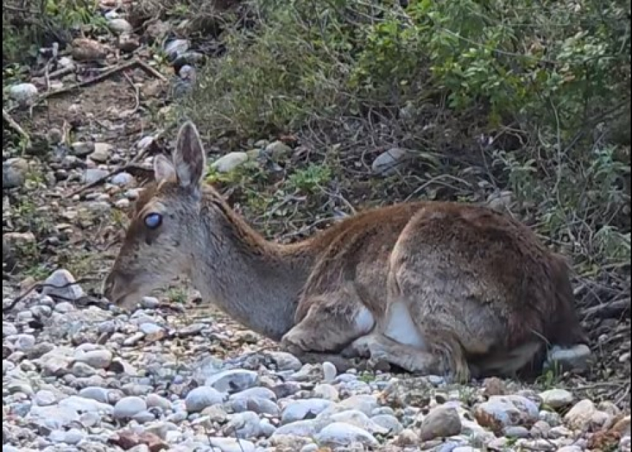 c6a53b2d10ca1cc4b7b40fbf27796226 L