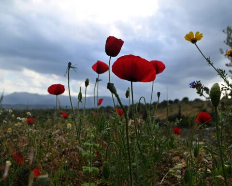 1294dc0909a72e771c7ef88d8a170327 L