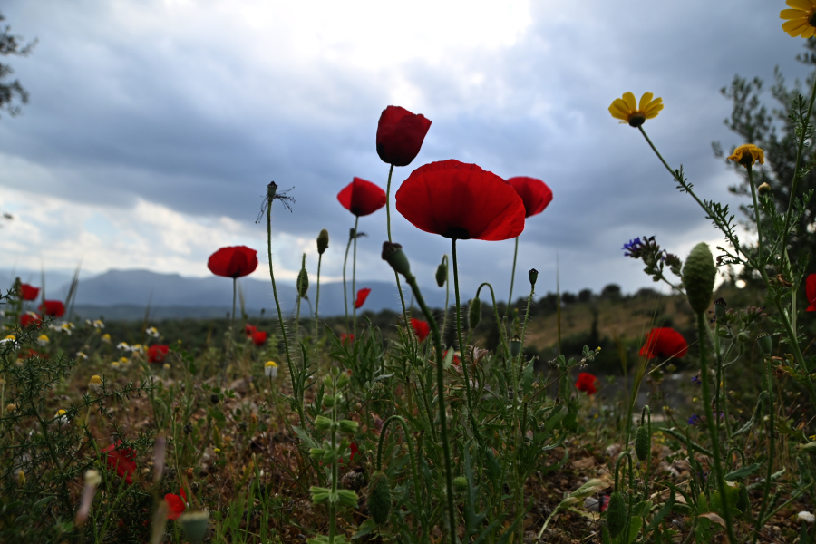 1294dc0909a72e771c7ef88d8a170327 L