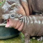 2deca532bfd0da49b8378a48c06ce6c4 L