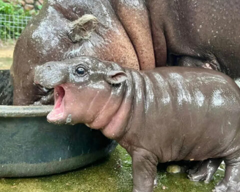 2deca532bfd0da49b8378a48c06ce6c4 L