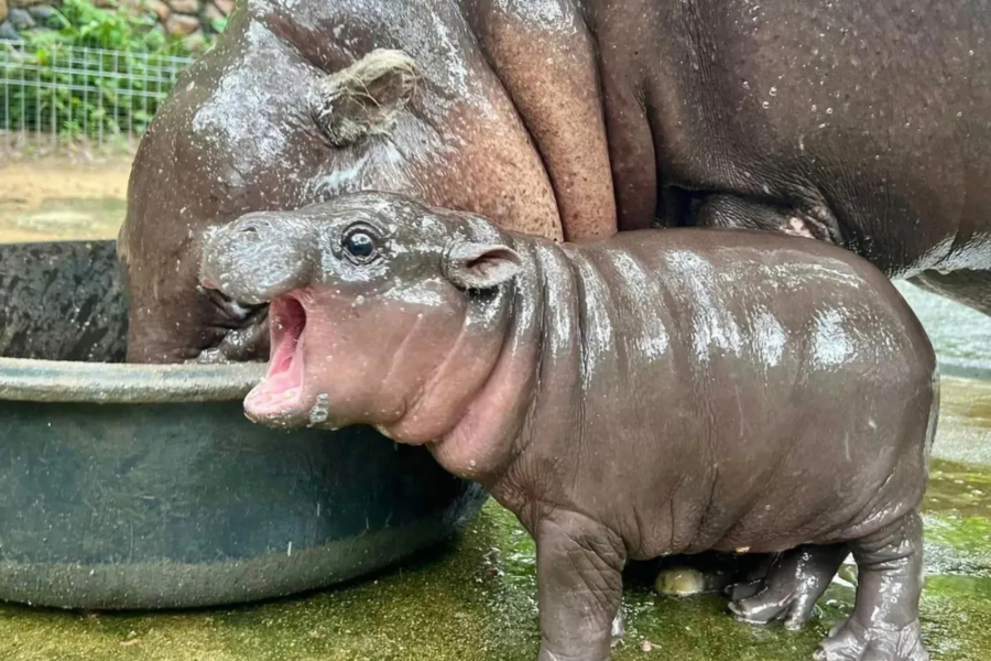 2deca532bfd0da49b8378a48c06ce6c4 L