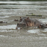 5ab17b0927555fba9cded3e05a22026c L