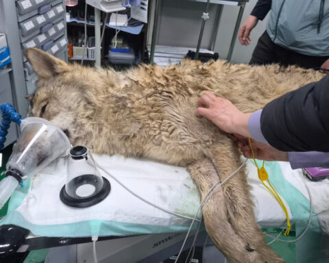 6a7bd664f8b426738feb68c99fc4443a L