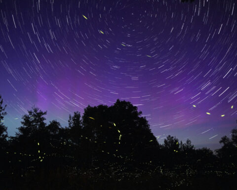 974505298f25de76ea258d0c6a8a9020 L