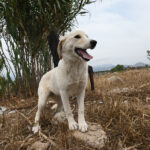 a9ae5d8120b52cca78e4af015f6601b9 L