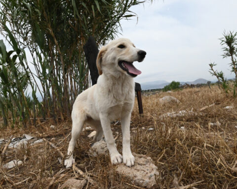 a9ae5d8120b52cca78e4af015f6601b9 L