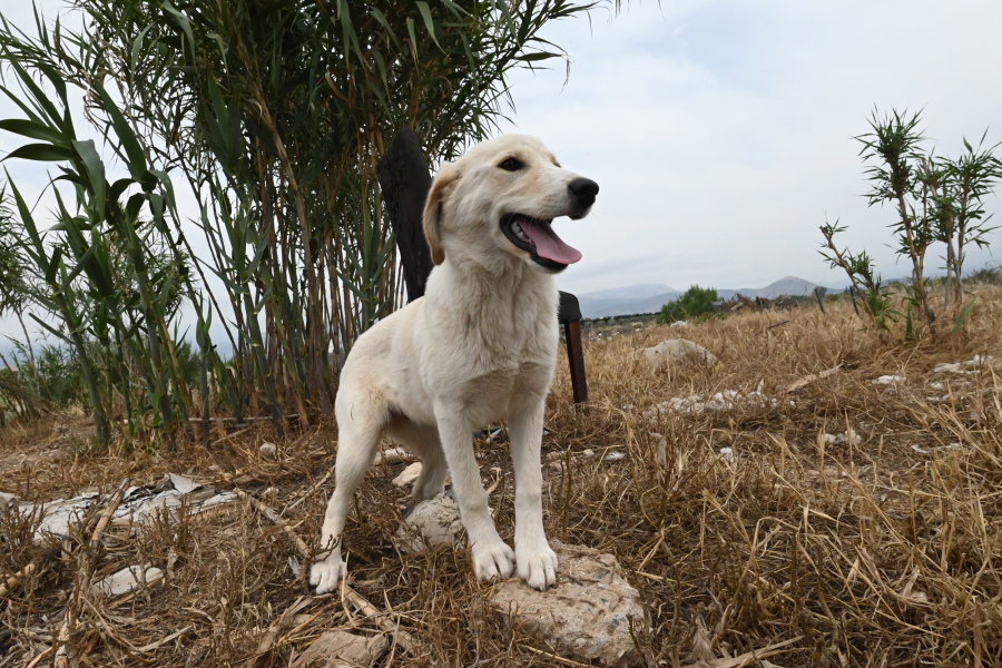 a9ae5d8120b52cca78e4af015f6601b9 L