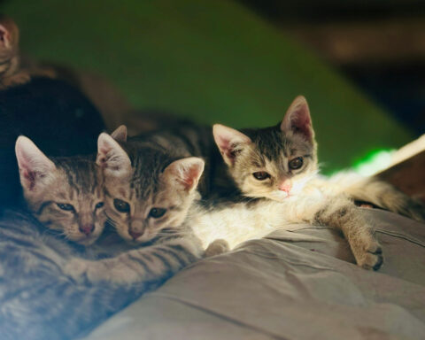 db5921bdf43d49a8611fa21baa278540 L