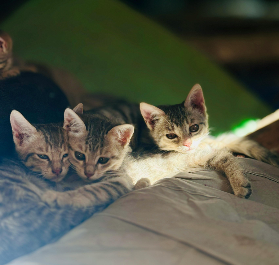 db5921bdf43d49a8611fa21baa278540 L