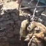 e88dcf36dee2ce042c0cbbe5c4b25f60 L