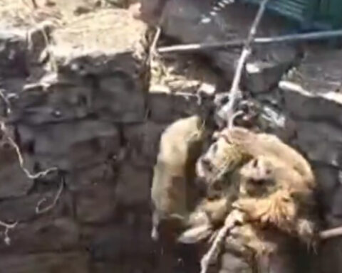 e88dcf36dee2ce042c0cbbe5c4b25f60 L