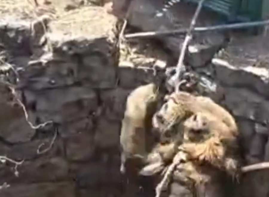 e88dcf36dee2ce042c0cbbe5c4b25f60 L